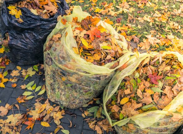Cost of Yard Cleanup Service in Newport Beach