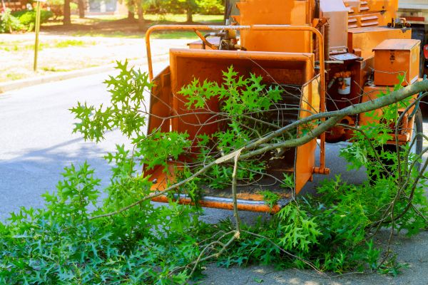 Cost of Tree Branches Removal in Newport Beach