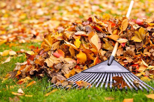 Cost of Yard Leaf Removal in Newport Beach
