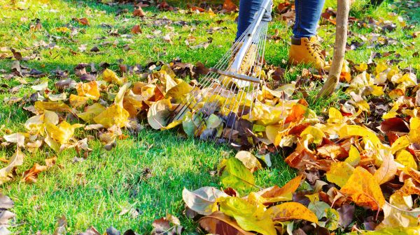Cost of Lawn Cleanup Service in Newport Beach